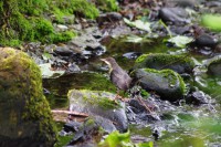 /album/photogallery/dipper-fledgling-waiting-for-mum-jpg/